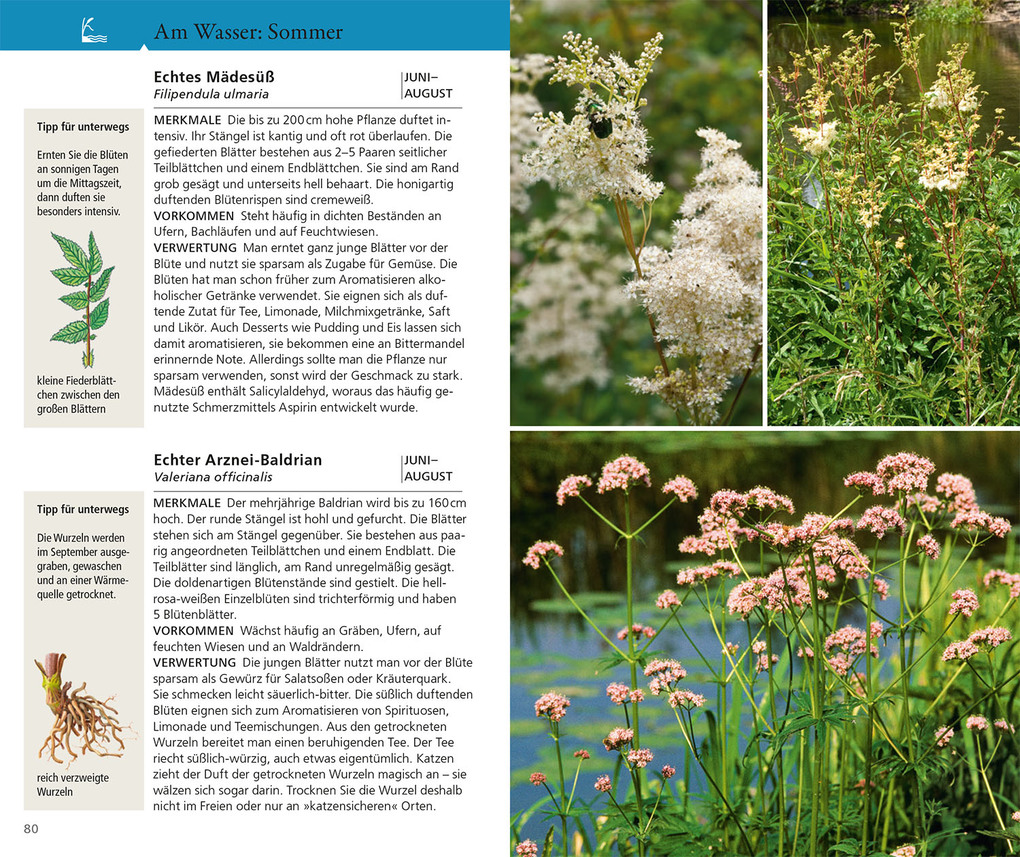 Weitere Ansicht: Essbare Wildkräuter und Wildbeeren für unterwegs | Rudi Beiser