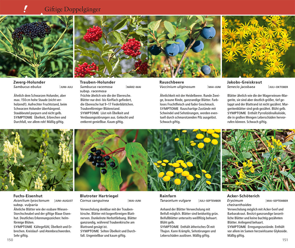 Weitere Ansicht: Essbare Wildkräuter und Wildbeeren für unterwegs | Rudi Beiser