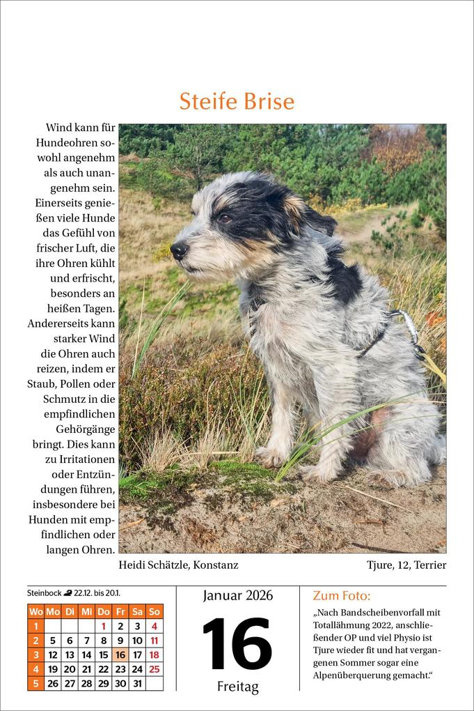 Weitere Ansicht: Hunde Tageskalender 2026