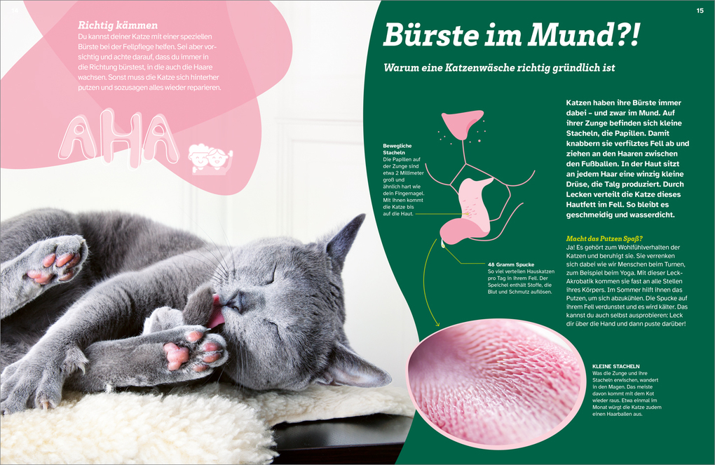 Weitere Ansicht: WAS IST WAS Katzen. Eigenwillige Schnurrer | Judith Weber