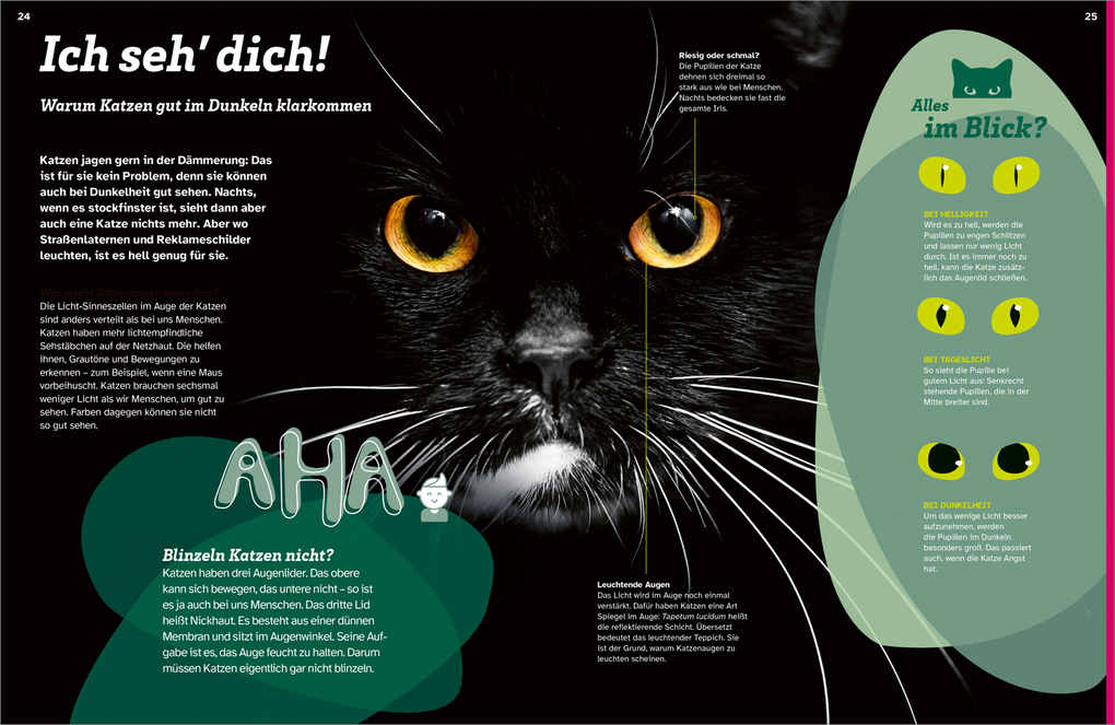 Weitere Ansicht: WAS IST WAS Katzen. Eigenwillige Schnurrer | Judith Weber