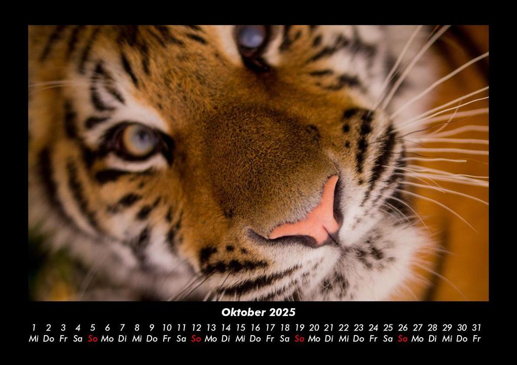 Weitere Ansicht: Tiger 2025 Fotokalender DIN A3 | Tobias Becker