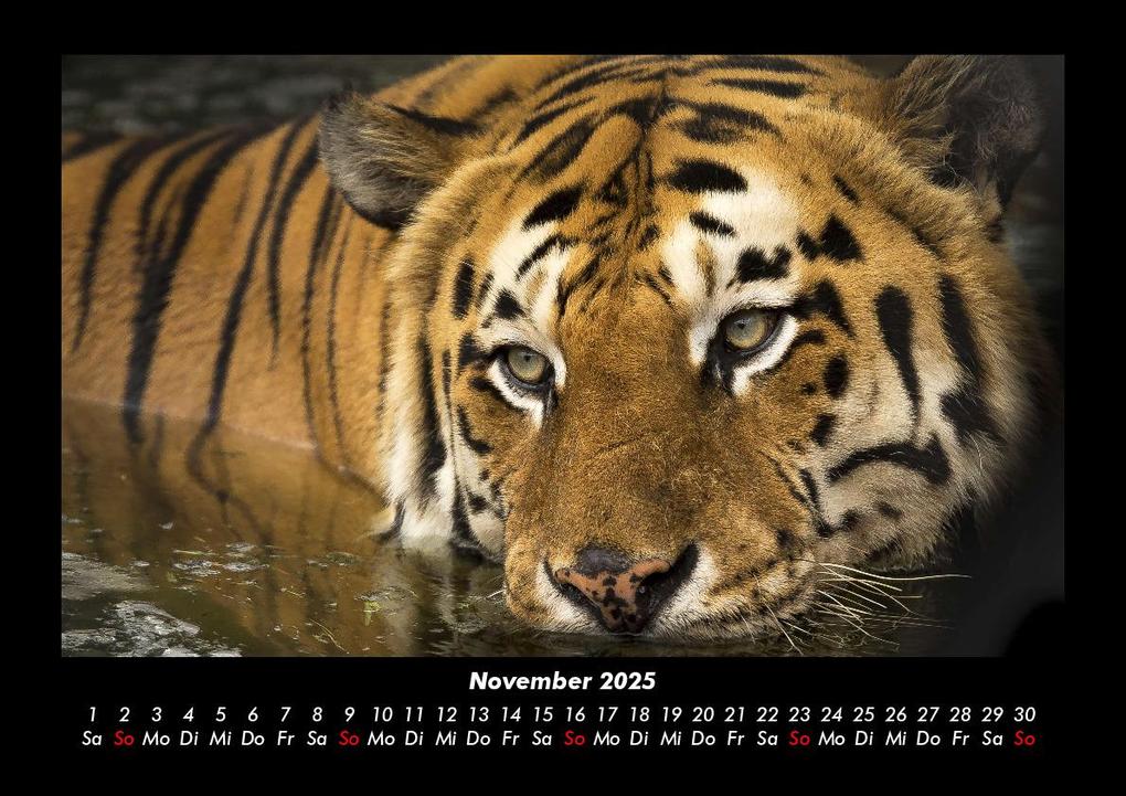 Weitere Ansicht: Tiger 2025 Fotokalender DIN A3 | Tobias Becker