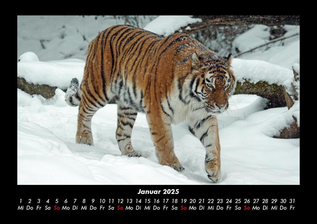 Weitere Ansicht: Tiger 2025 Fotokalender DIN A3 | Tobias Becker