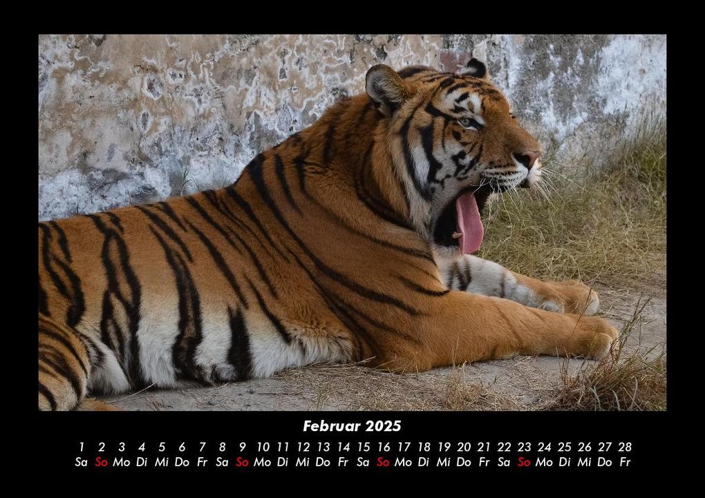 Weitere Ansicht: Tiger 2025 Fotokalender DIN A3 | Tobias Becker
