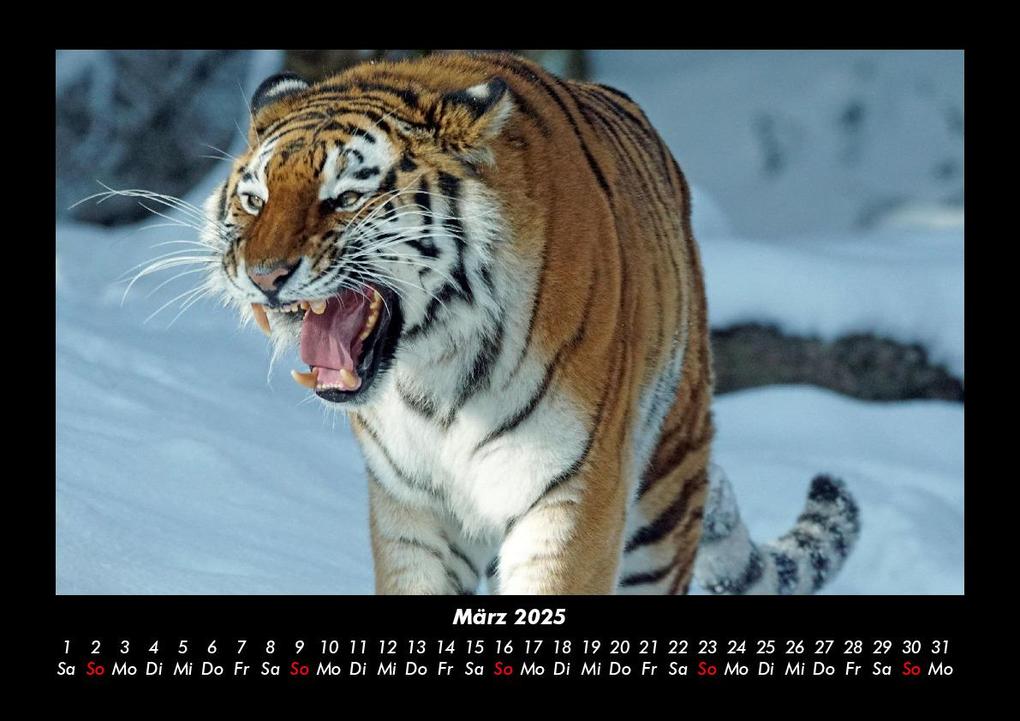 Weitere Ansicht: Tiger 2025 Fotokalender DIN A3 | Tobias Becker