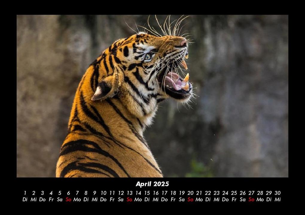 Weitere Ansicht: Tiger 2025 Fotokalender DIN A3 | Tobias Becker