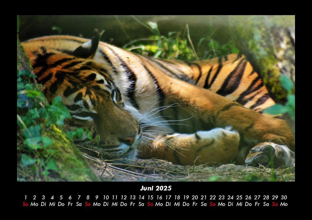 Weitere Ansicht: Tiger 2025 Fotokalender DIN A3 | Tobias Becker