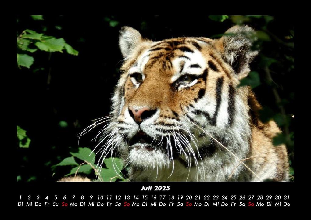 Weitere Ansicht: Tiger 2025 Fotokalender DIN A3 | Tobias Becker