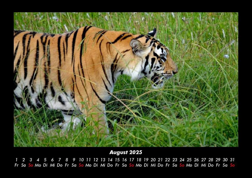 Weitere Ansicht: Tiger 2025 Fotokalender DIN A3 | Tobias Becker