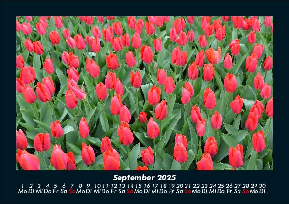 Weitere Ansicht: Blumenträume 2025 Fotokalender DIN A5 | Tobias Becker