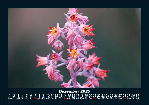 Weitere Ansicht: Blumenträume 2025 Fotokalender DIN A5 | Tobias Becker