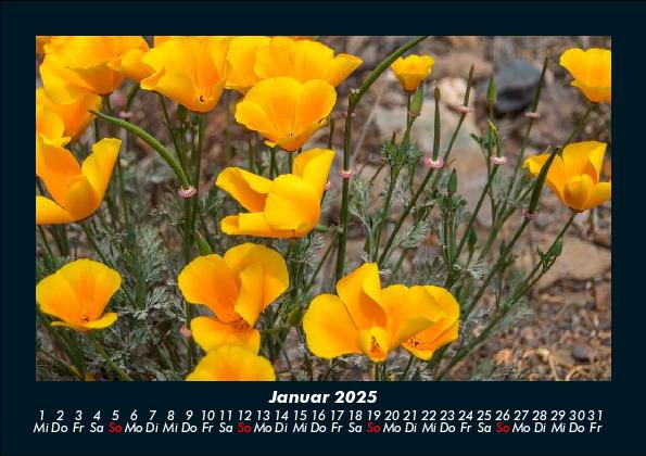 Weitere Ansicht: Blumenträume 2025 Fotokalender DIN A5 | Tobias Becker