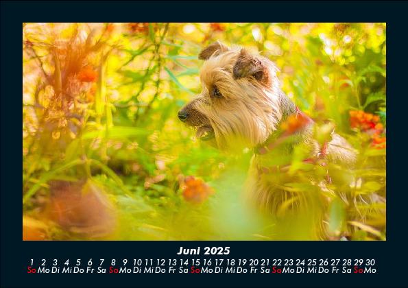 Weitere Ansicht: Blumenträume 2025 Fotokalender DIN A5 | Tobias Becker