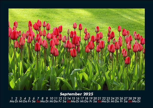 Weitere Ansicht: Blumenkalender 2025 Fotokalender DIN A5 | Tobias Becker