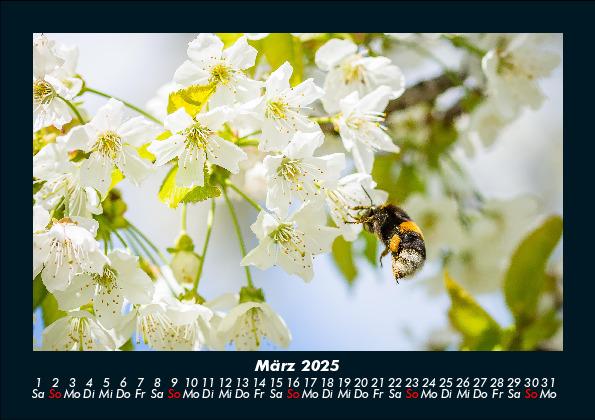 Weitere Ansicht: Blumenkalender 2025 Fotokalender DIN A5 | Tobias Becker