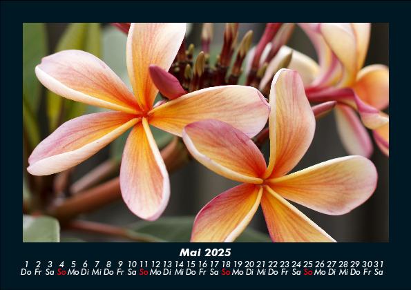 Weitere Ansicht: Blumenkalender 2025 Fotokalender DIN A5 | Tobias Becker