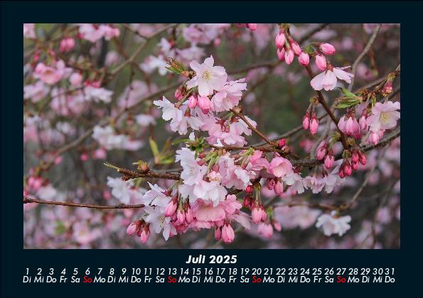 Weitere Ansicht: Blumenkalender 2025 Fotokalender DIN A5 | Tobias Becker