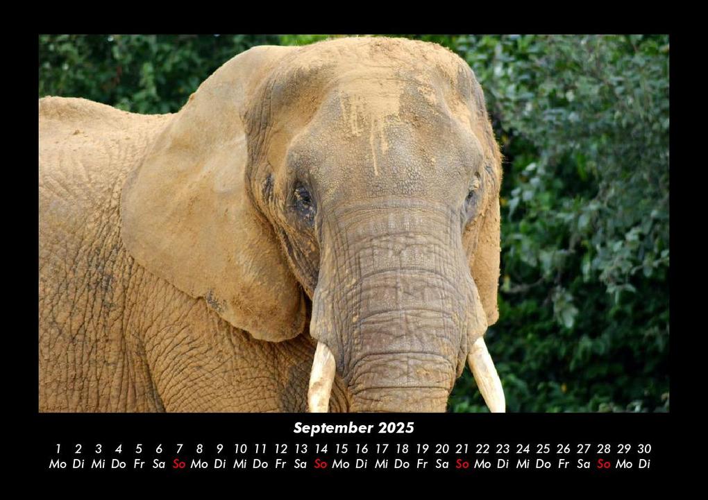 Weitere Ansicht: Der Tierkalender 2025 Fotokalender DIN A3 | Tobias Becker