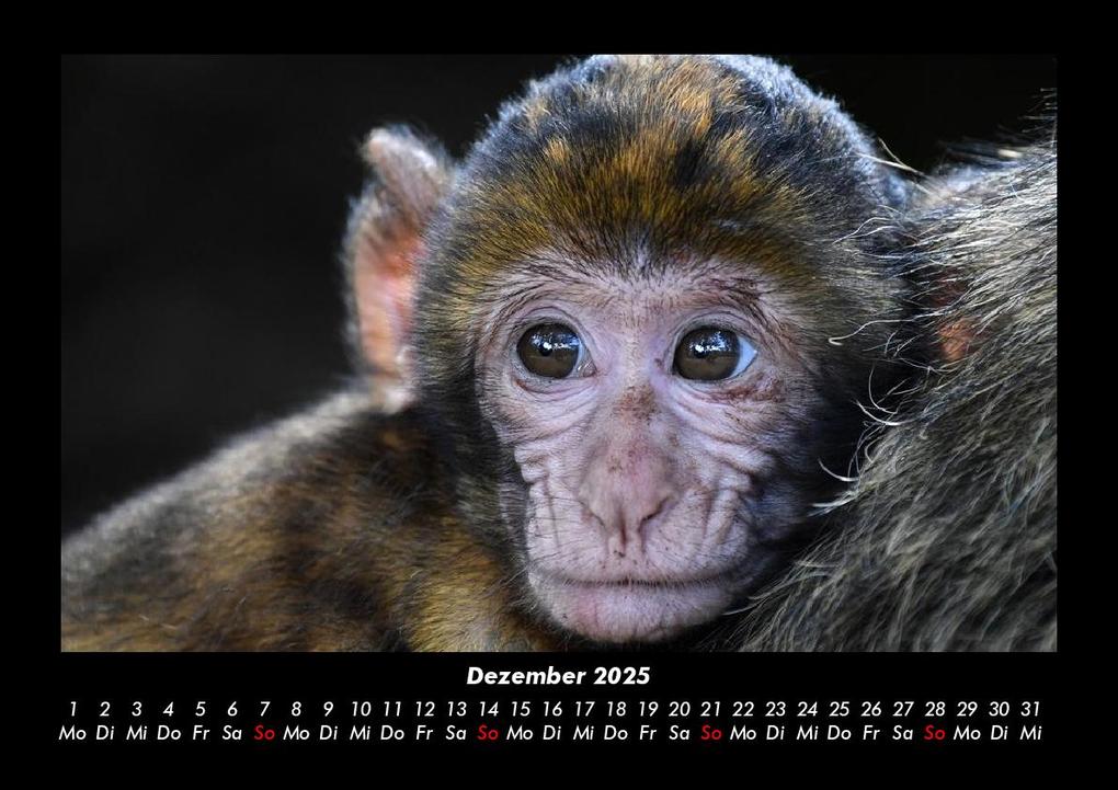 Weitere Ansicht: Der Tierkalender 2025 Fotokalender DIN A3 | Tobias Becker