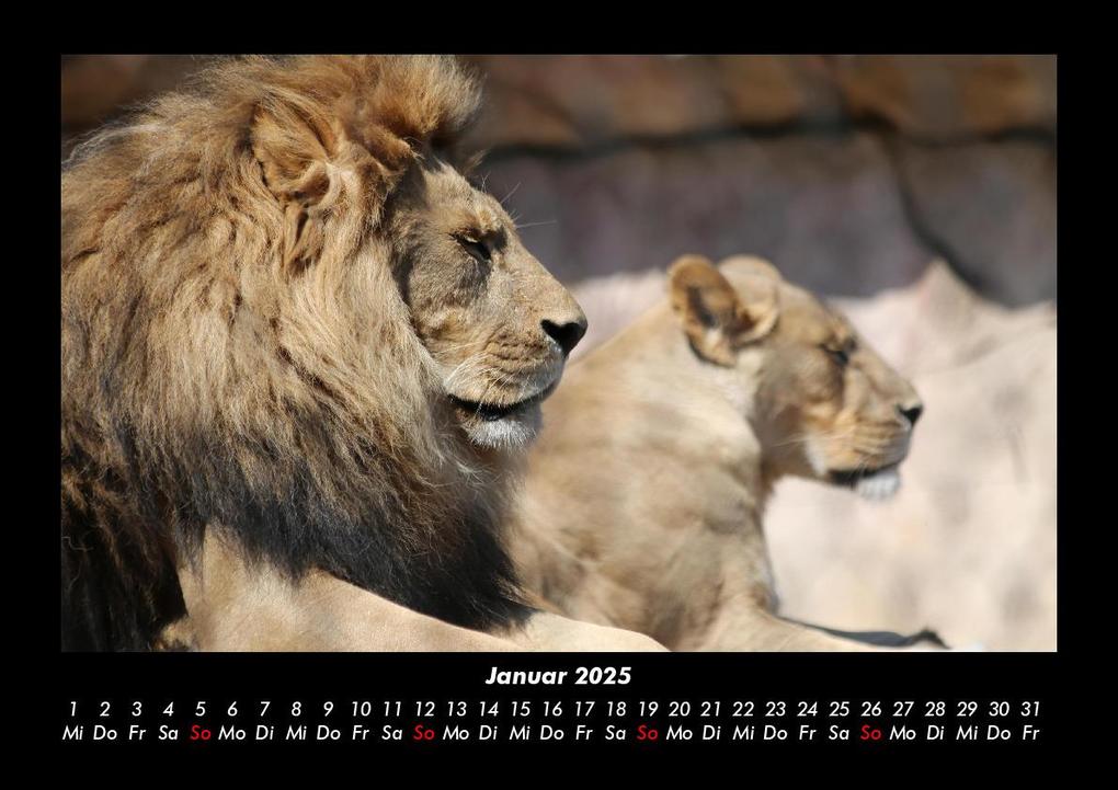 Weitere Ansicht: Der Tierkalender 2025 Fotokalender DIN A3 | Tobias Becker