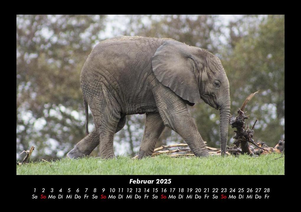 Weitere Ansicht: Der Tierkalender 2025 Fotokalender DIN A3 | Tobias Becker