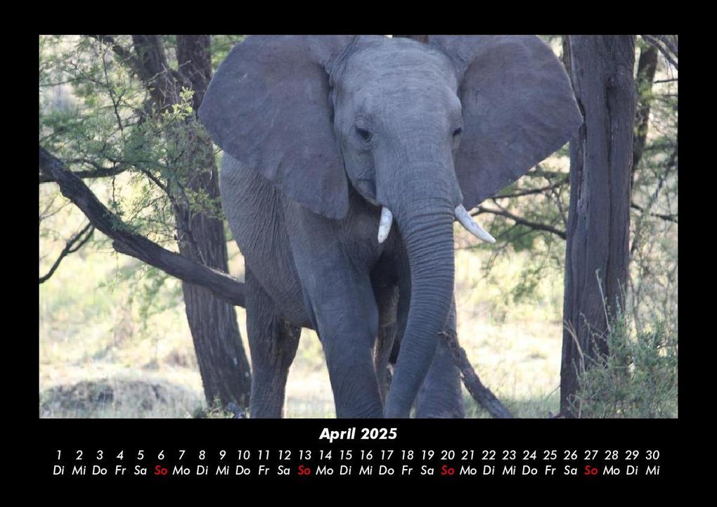 Weitere Ansicht: Der Tierkalender 2025 Fotokalender DIN A3 | Tobias Becker