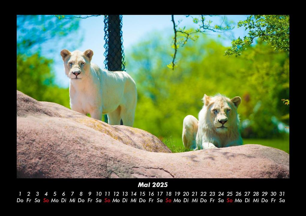 Weitere Ansicht: Der Tierkalender 2025 Fotokalender DIN A3 | Tobias Becker