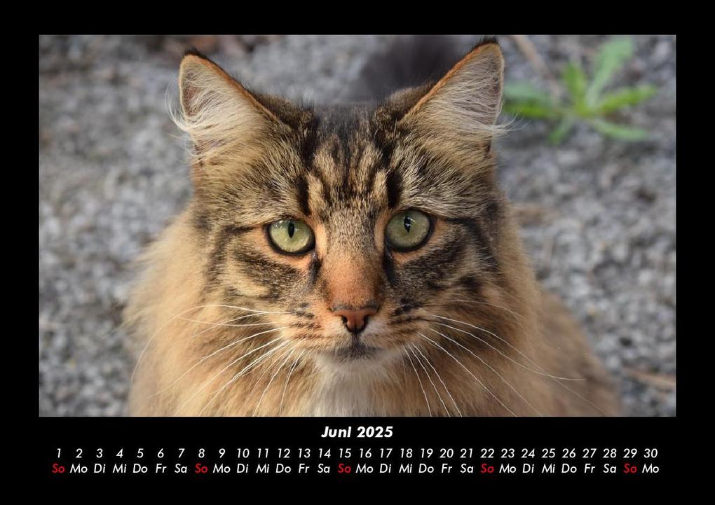 Weitere Ansicht: Der Tierkalender 2025 Fotokalender DIN A3 | Tobias Becker