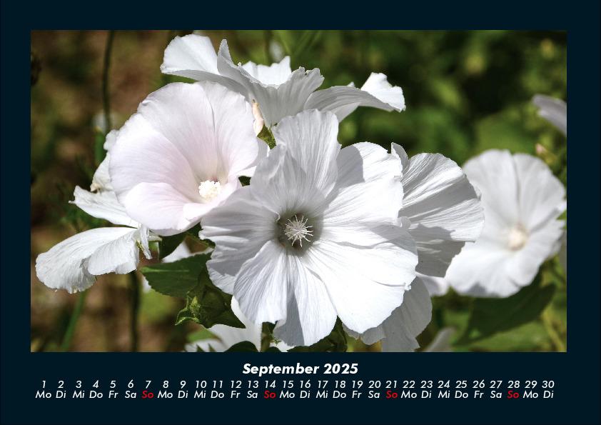 Weitere Ansicht: Blumenzauber 2025 Fotokalender DIN A4 | Tobias Becker