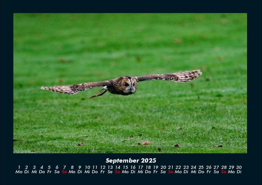 Weitere Ansicht: Der Tierkalender 2025 Fotokalender DIN A4 | Tobias Becker