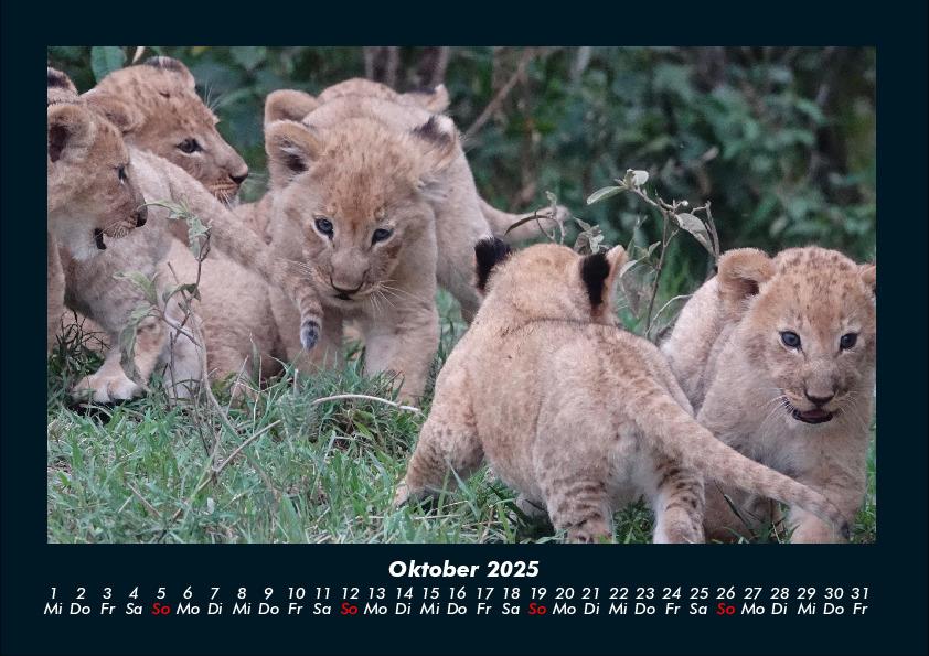 Weitere Ansicht: Der Tierkalender 2025 Fotokalender DIN A4 | Tobias Becker