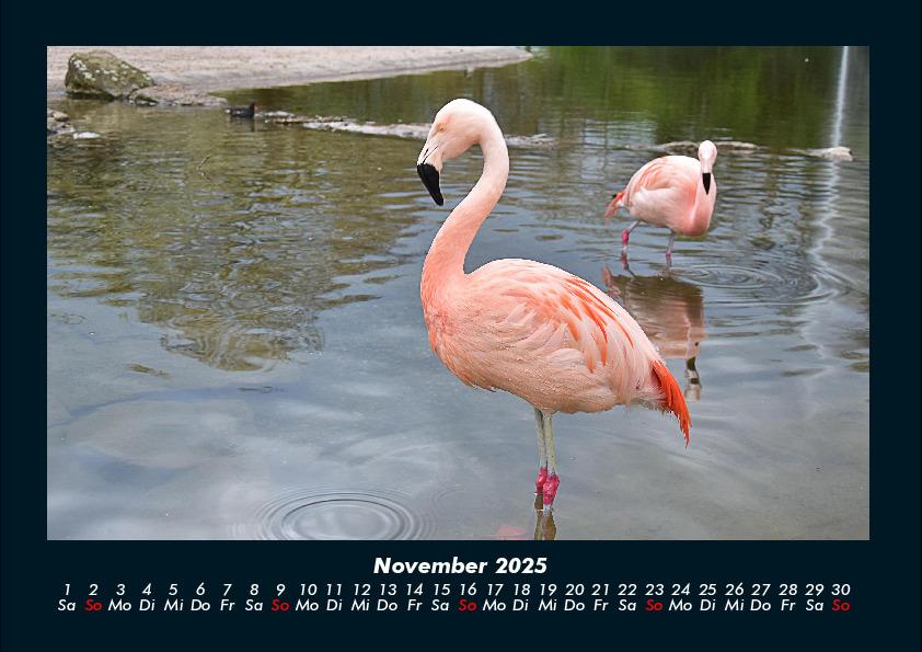 Weitere Ansicht: Der Tierkalender 2025 Fotokalender DIN A4 | Tobias Becker