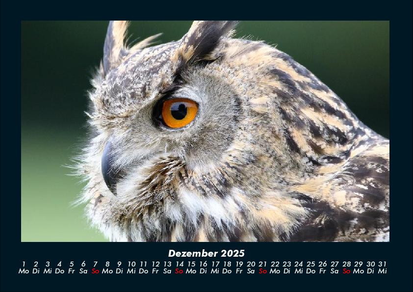 Weitere Ansicht: Der Tierkalender 2025 Fotokalender DIN A4 | Tobias Becker