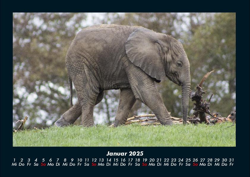 Weitere Ansicht: Der Tierkalender 2025 Fotokalender DIN A4 | Tobias Becker