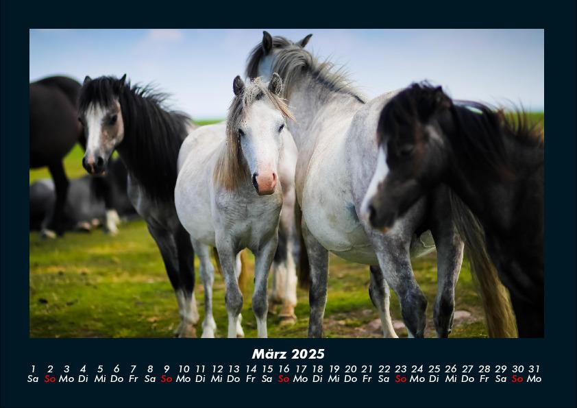 Weitere Ansicht: Der Tierkalender 2025 Fotokalender DIN A4 | Tobias Becker