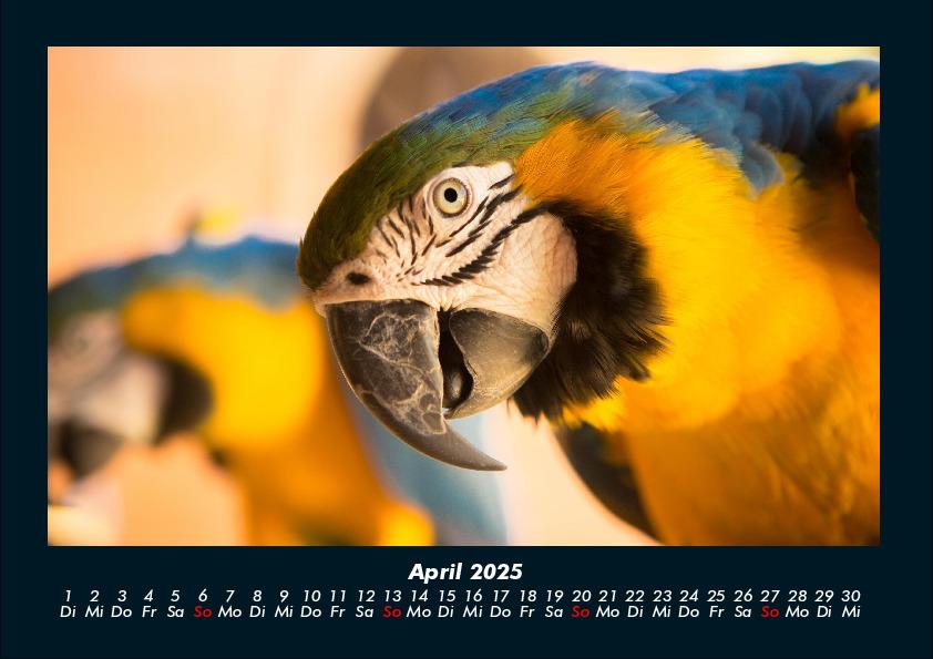Weitere Ansicht: Der Tierkalender 2025 Fotokalender DIN A4 | Tobias Becker