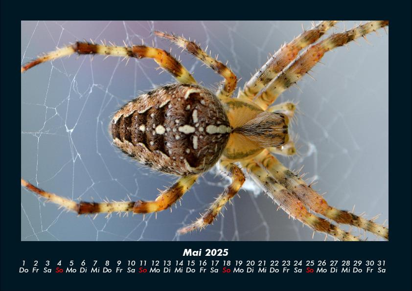 Weitere Ansicht: Der Tierkalender 2025 Fotokalender DIN A4 | Tobias Becker