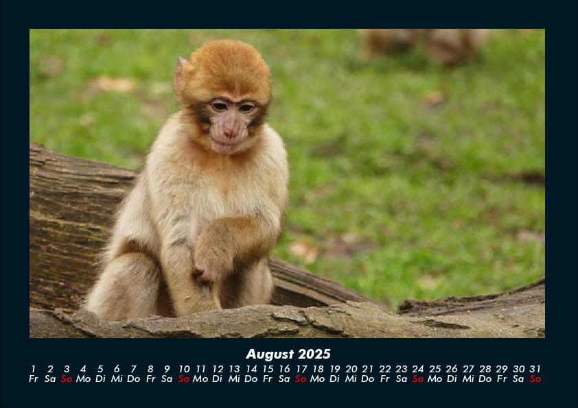 Weitere Ansicht: Der Tierkalender 2025 Fotokalender DIN A4 | Tobias Becker