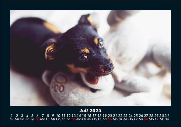 Weitere Ansicht: Welpen 2025 Fotokalender DIN A5 | Tobias Becker