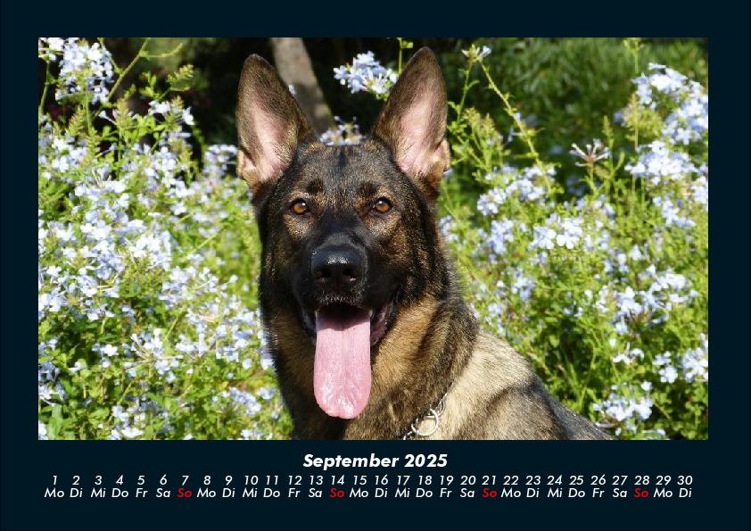 Weitere Ansicht: Hundezauber 2025 Fotokalender DIN A4 | Tobias Becker