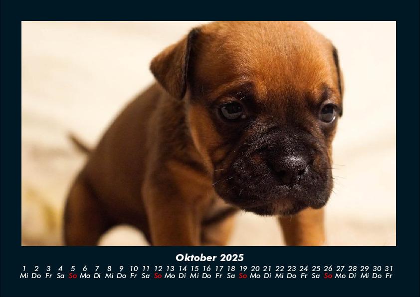 Weitere Ansicht: Hundezauber 2025 Fotokalender DIN A4 | Tobias Becker