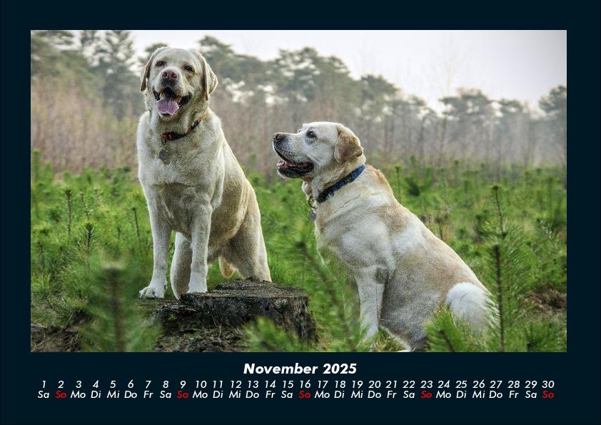 Weitere Ansicht: Hundezauber 2025 Fotokalender DIN A4 | Tobias Becker