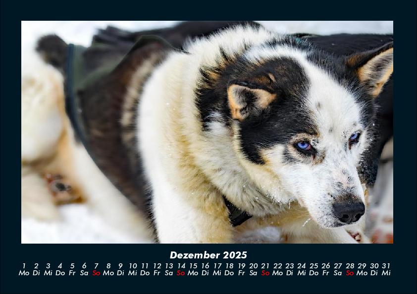 Weitere Ansicht: Hundezauber 2025 Fotokalender DIN A4 | Tobias Becker