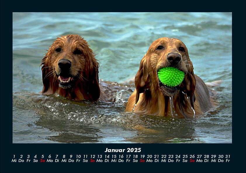 Weitere Ansicht: Hundezauber 2025 Fotokalender DIN A4 | Tobias Becker