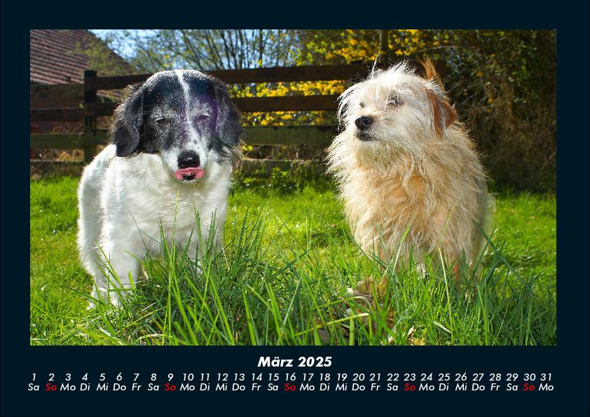 Weitere Ansicht: Hundezauber 2025 Fotokalender DIN A4 | Tobias Becker