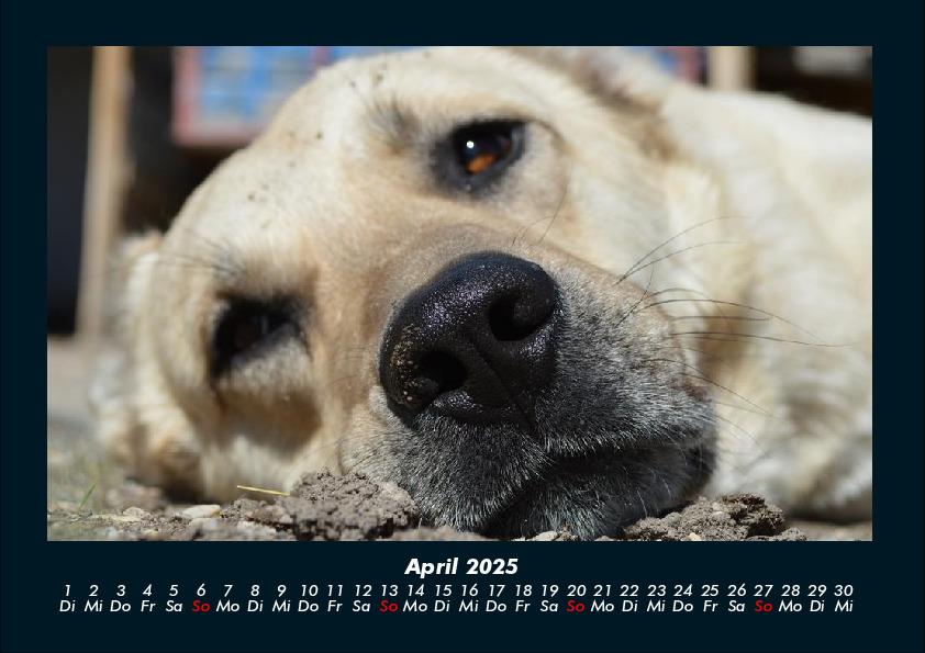 Weitere Ansicht: Hundezauber 2025 Fotokalender DIN A4 | Tobias Becker