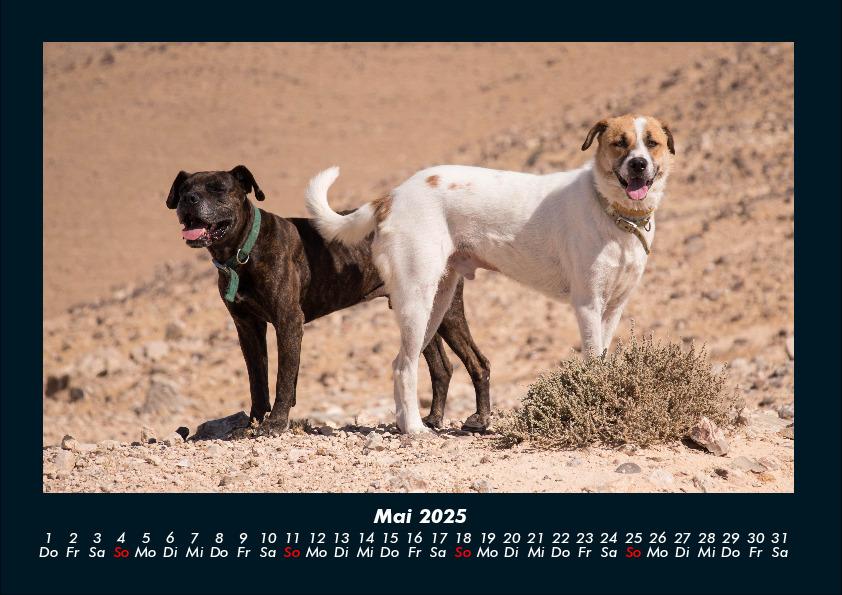 Weitere Ansicht: Hundezauber 2025 Fotokalender DIN A4 | Tobias Becker