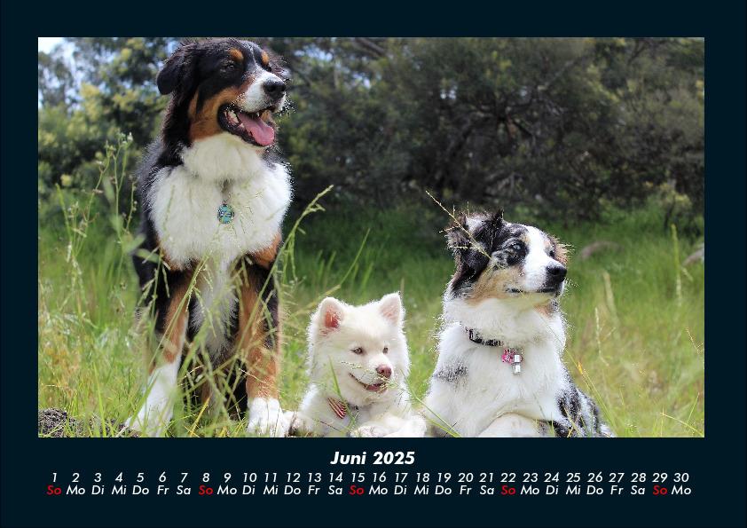 Weitere Ansicht: Hundezauber 2025 Fotokalender DIN A4 | Tobias Becker