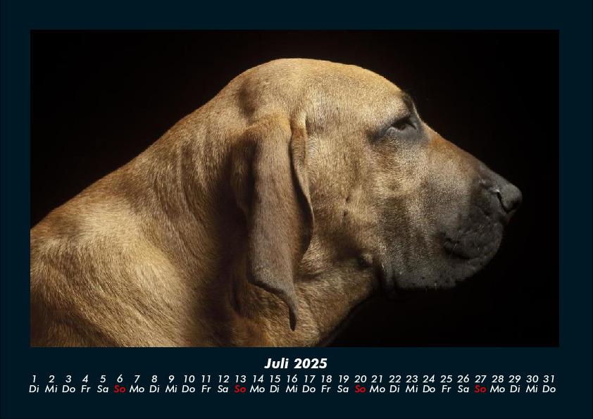 Weitere Ansicht: Hundezauber 2025 Fotokalender DIN A4 | Tobias Becker
